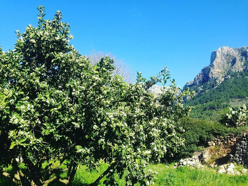 Farm stay Finca Cas Sant Soller