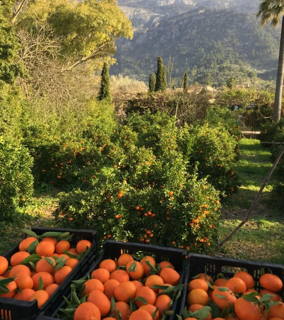 Finca Cas Sant Soller Spain